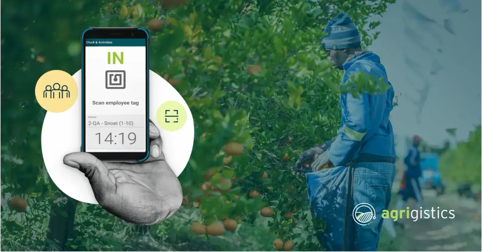 Farm worker harvesting fruit with AllWage clocking device UI overlay for scanning employee tag and recording time